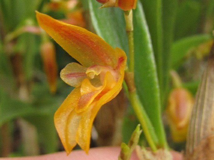 Pleurothallis macrorhiza