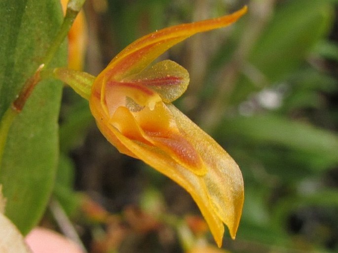 Pleurothallis macrorhiza