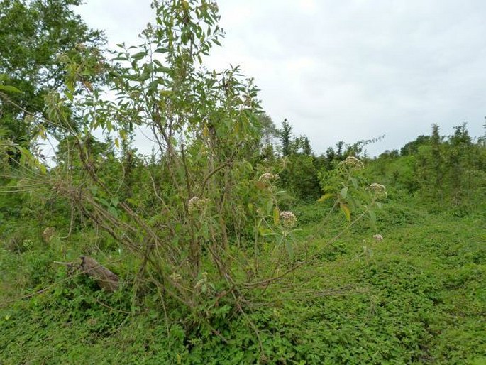 Pluchea carolinensis