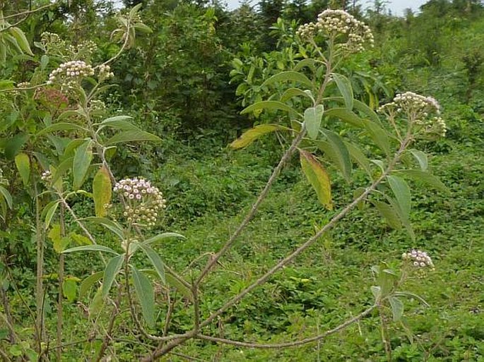 Pluchea carolinensis