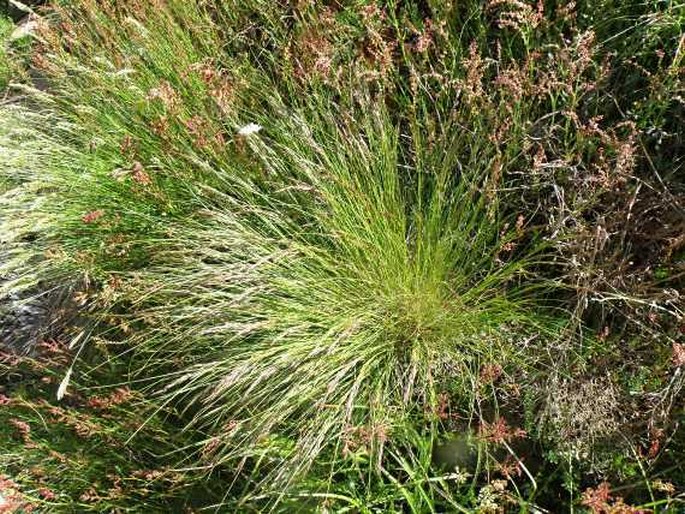 POA VARIEGATA Lam. – kostřavinec fialový / kostravec fialový