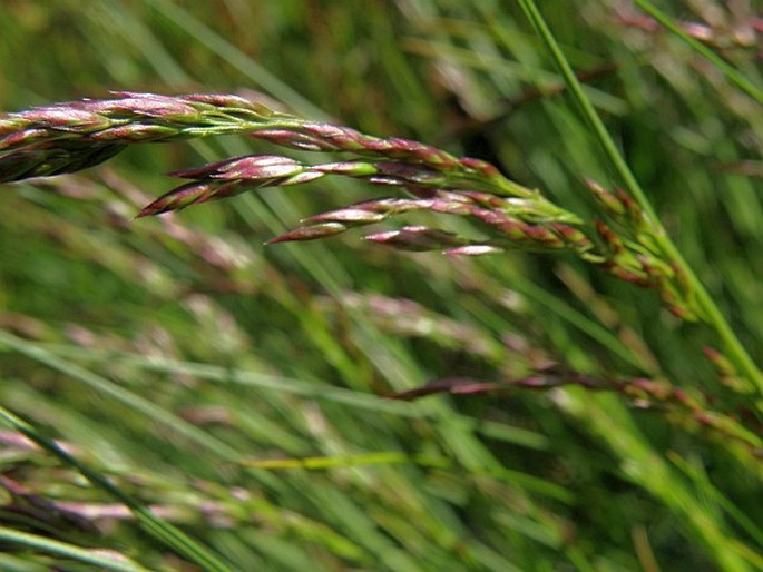 Poa variegata