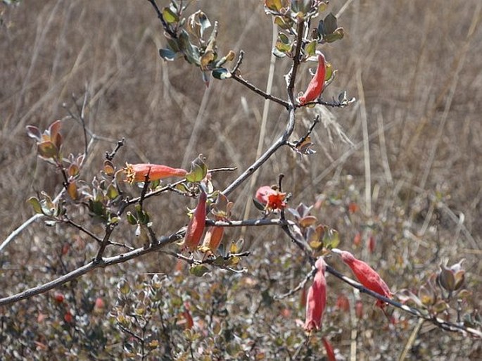 Combretum grandidieri