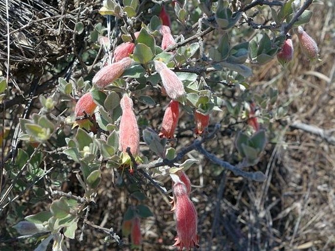 Combretum grandidieri