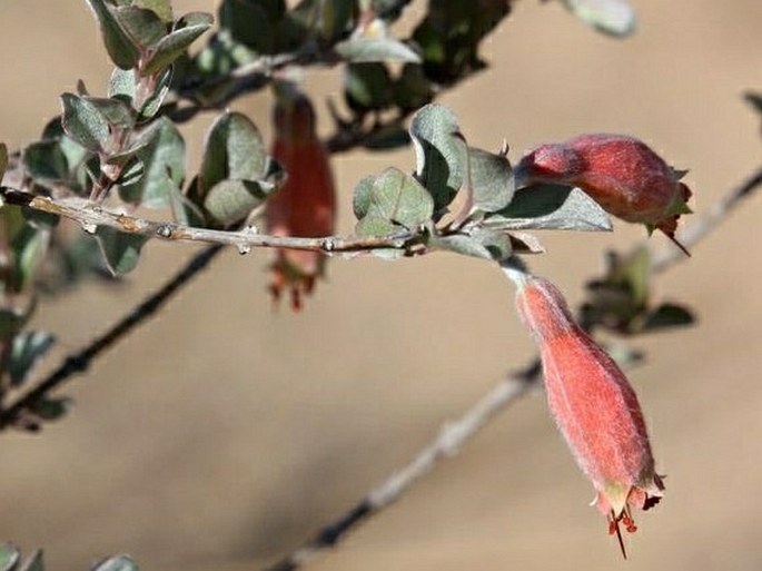 Combretum grandidieri