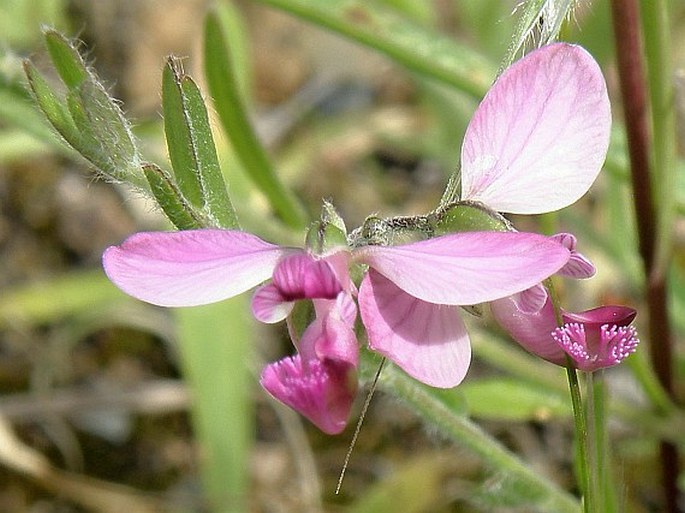 POLYGALA BRACTEOLATA L. – vítod / horčinka