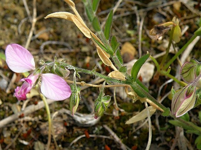 Polygala bracteolata