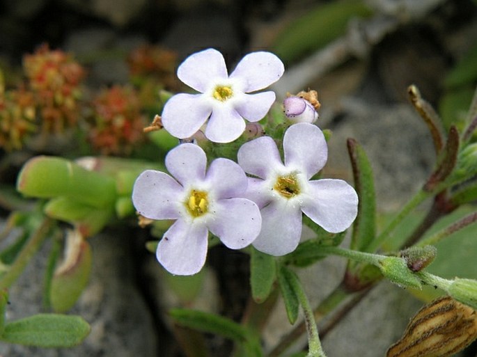 POLYCARENA LILACINA Hilliard