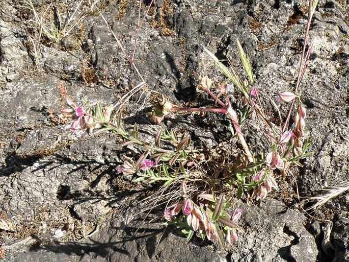 Polygala rupicola