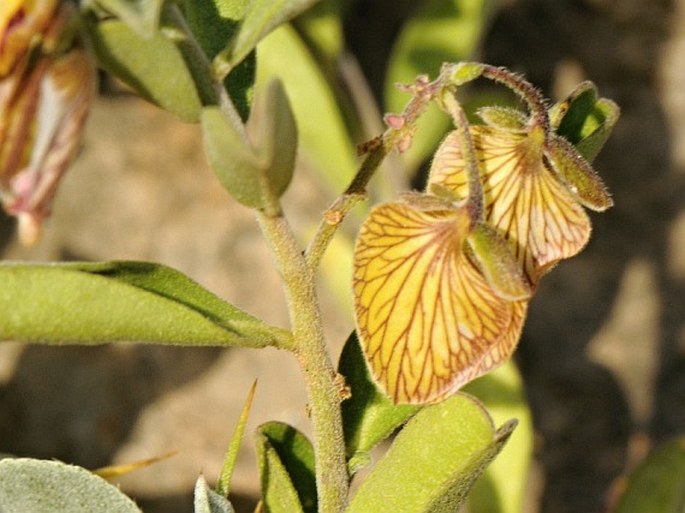 Polygala obtusissima