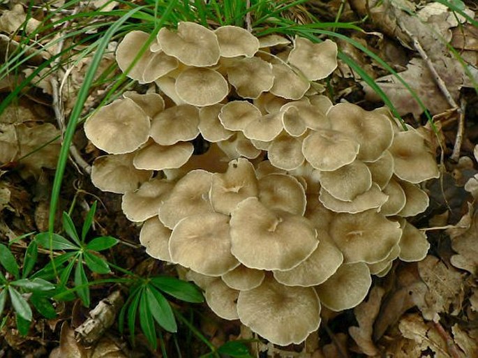 POLYPORUS UMBELLATUS (Pers.) Fr. - choroš oříš / trúdnik klobučkatý