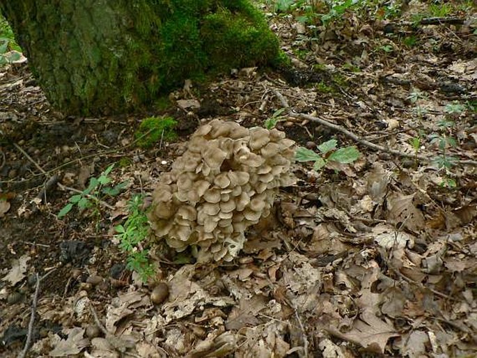 Polyporus umbellatus