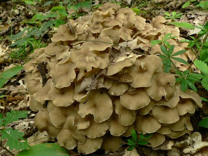 Polyporus umbellatus