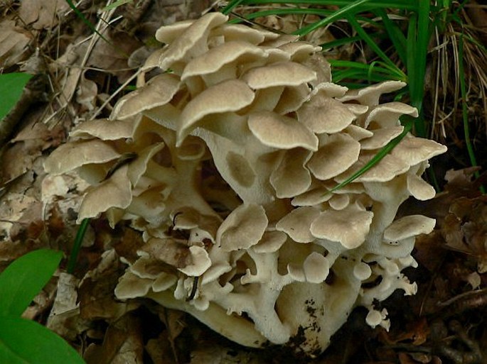 Polyporus umbellatus