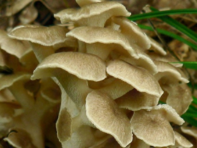 Polyporus umbellatus