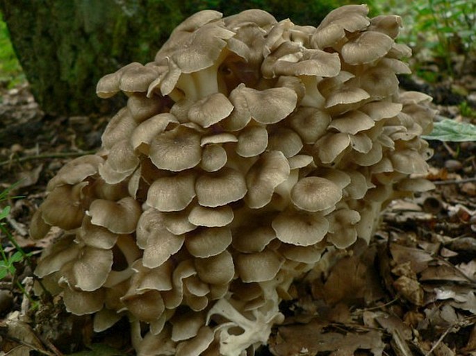 Polyporus umbellatus