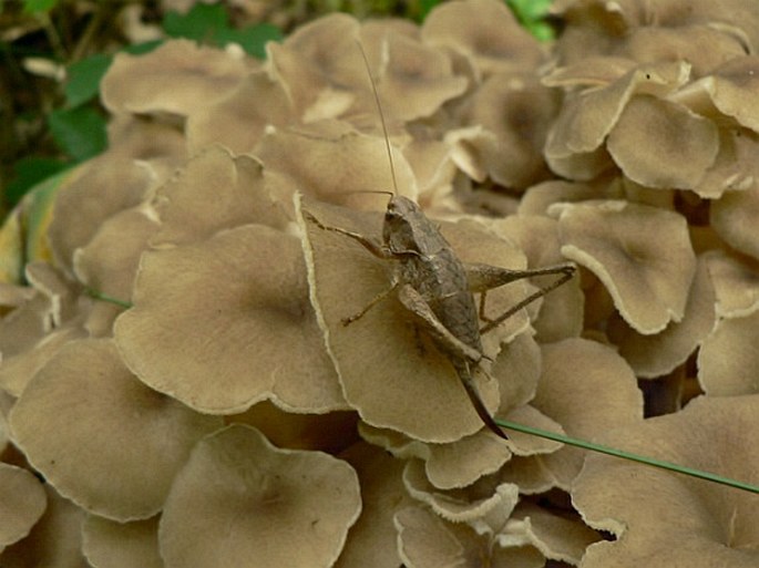 Polyporus umbellatus