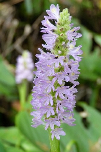 Pontederia sagittata