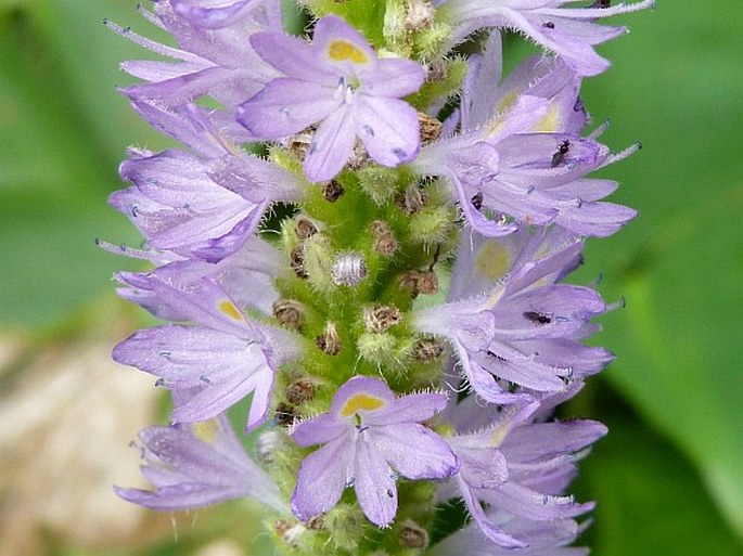 PONTEDERIA SAGITTATA C. Presl – modráska střelovitá