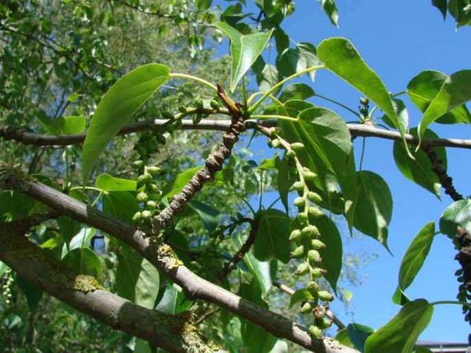 POPULUS CATHAYANA Rehder – topol / topoľ