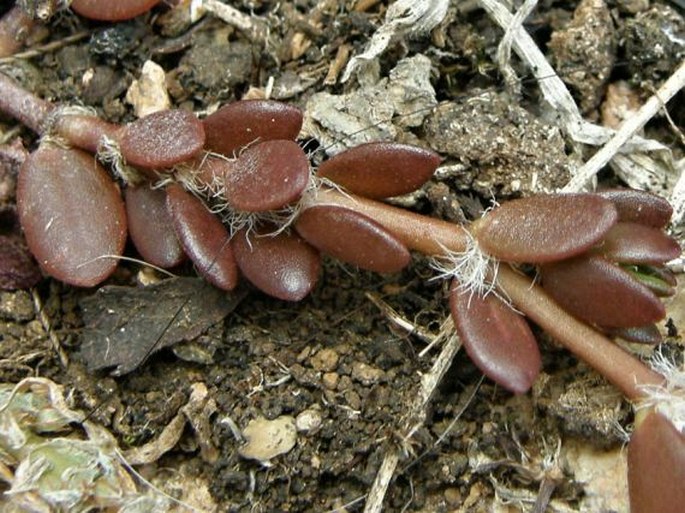 Portulaca quadrifida