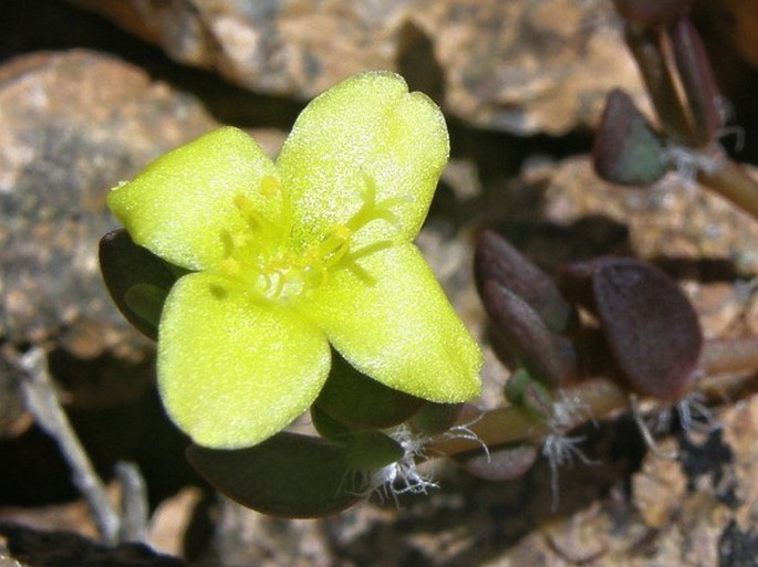 Portulaca quadrifida