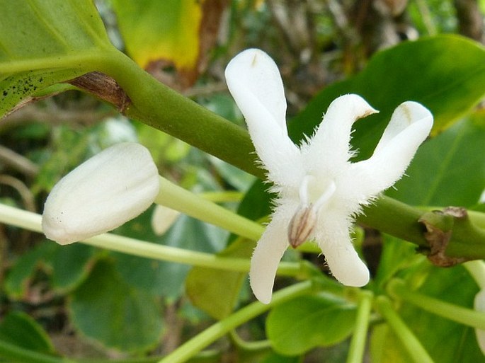 Posoqueria latifolia