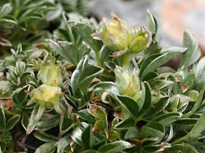 Potentilla apennina