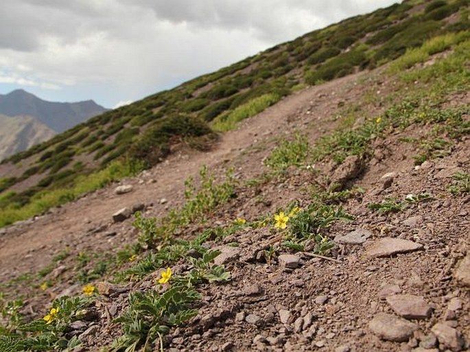 Potentilla bifurca