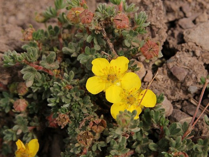 POTENTILLA DRYADANTHOIDES (Juz.) Worosch. – mochna / nátržník