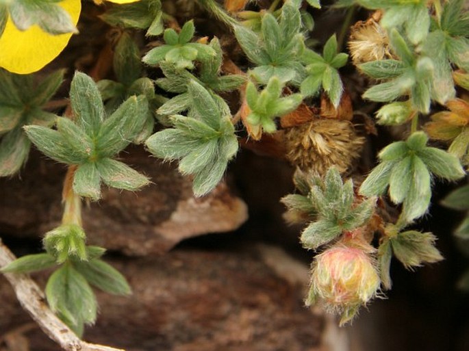 Potentilla dryadanthoides