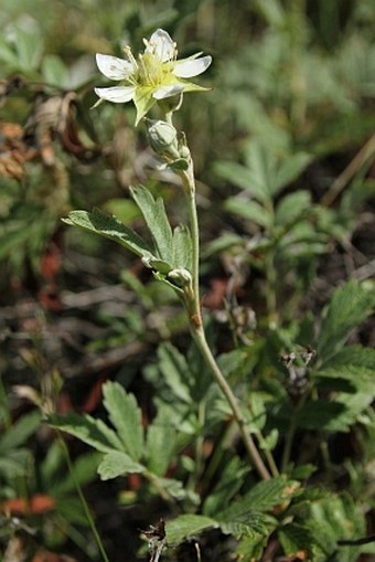 Potentilla salesoviana