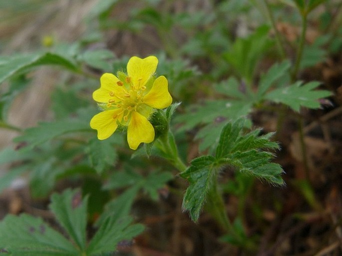 POTENTILLA CRANTZII subsp. SERPENTINI (Borbás ex Zimmeter) Hayek ex H. Neumayer – mochna Crantzova hadcová / nátržník