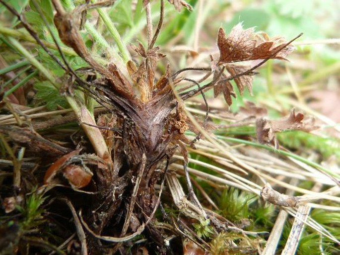 Potentilla crantzii subsp. serpentini