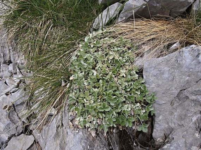 Potentilla speciosa