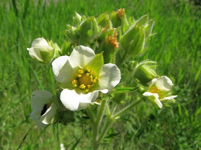 Drymocallis arguta