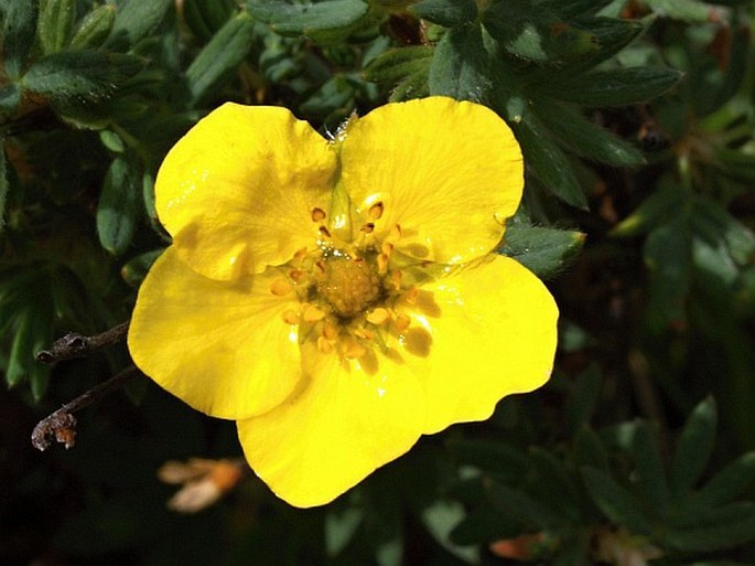 POTENTILLA FRUTICOSA subsp. FLORIBUNDA (Pursh) Elkington – mochna / nátržníkovec