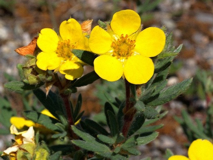 Potentilla fruticosa subsp. floribunda