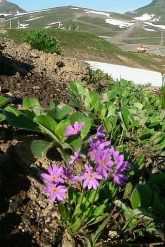 Primula cuneifolia