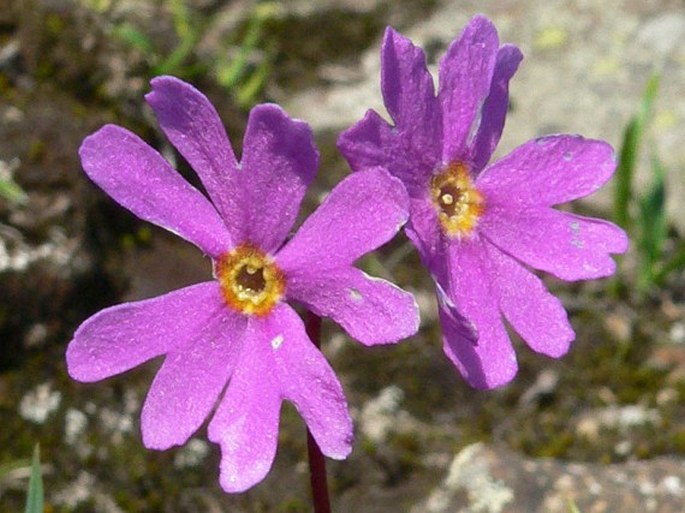 PRIMULA CUNEIFOLIA Ledeb. – prvosenka / prvosienka