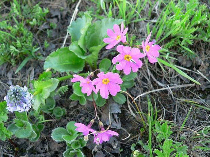 Primula cuneifolia