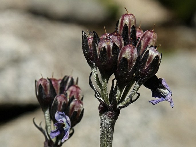 Primula macrophylla