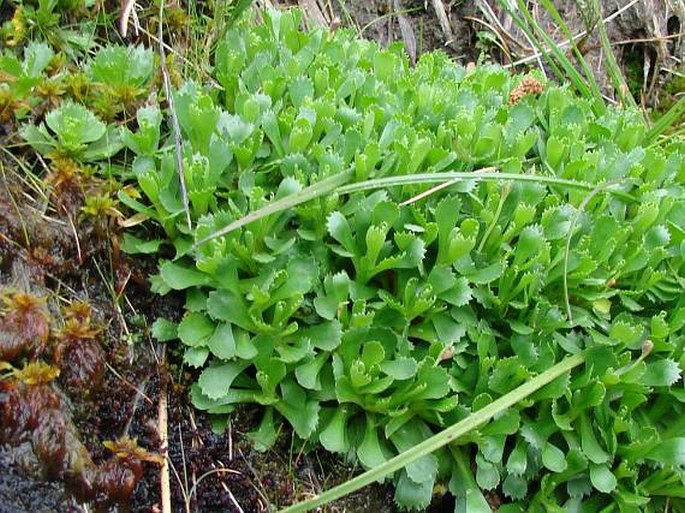 Primula minima