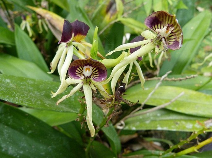 Prosthechea cochleata