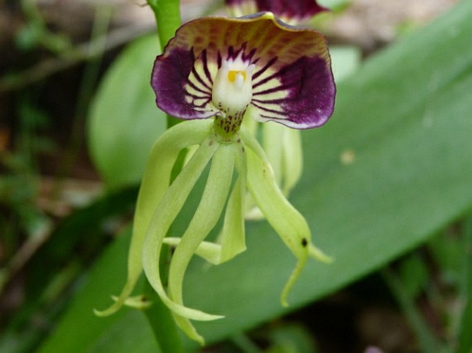 Prosthechea cochleata