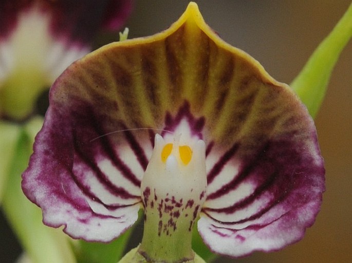 Prosthechea cochleata