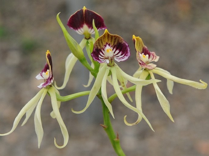 Prosthechea cochleata