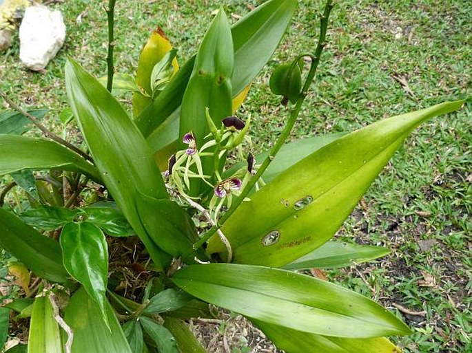 Prosthechea cochleata