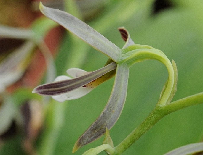 Prosthechea campylostalix