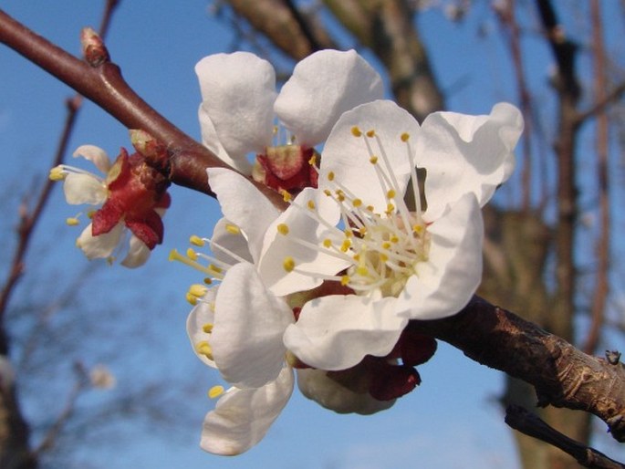 Prunus armeniaca